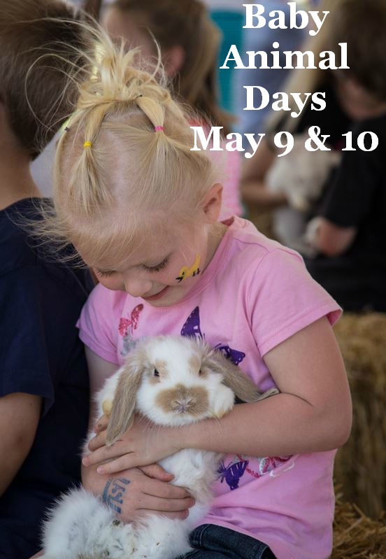 Baby Animal Days Things to do in Utah KeepMovingForwardWithMe